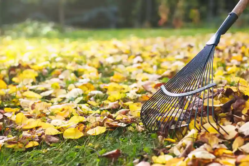 Reliable Yard cleanup Service in Waterbury, CT 